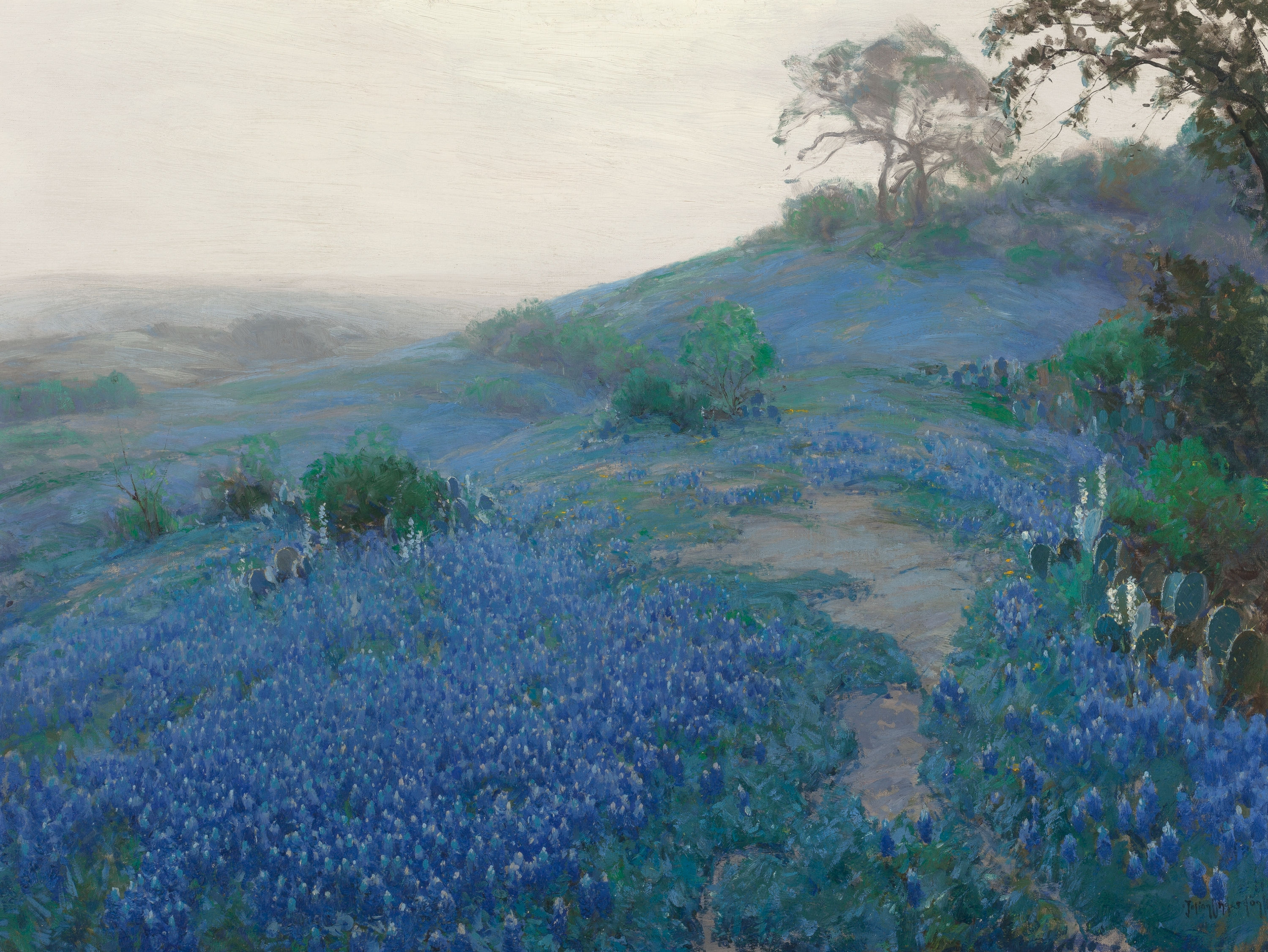 《清晨，德克萨斯州圣安东尼奥的蓝帽花田》