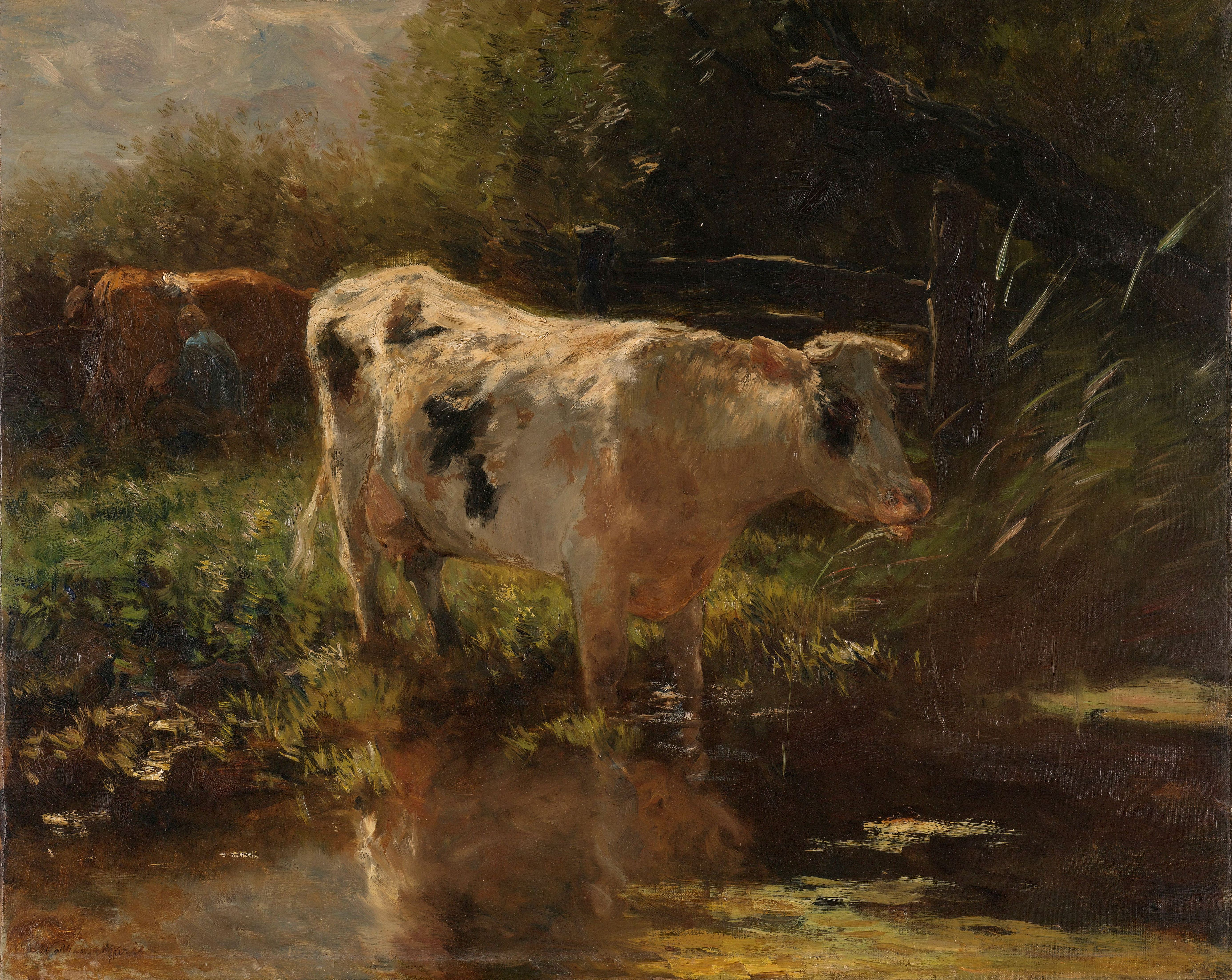 《水沟边的奶牛》