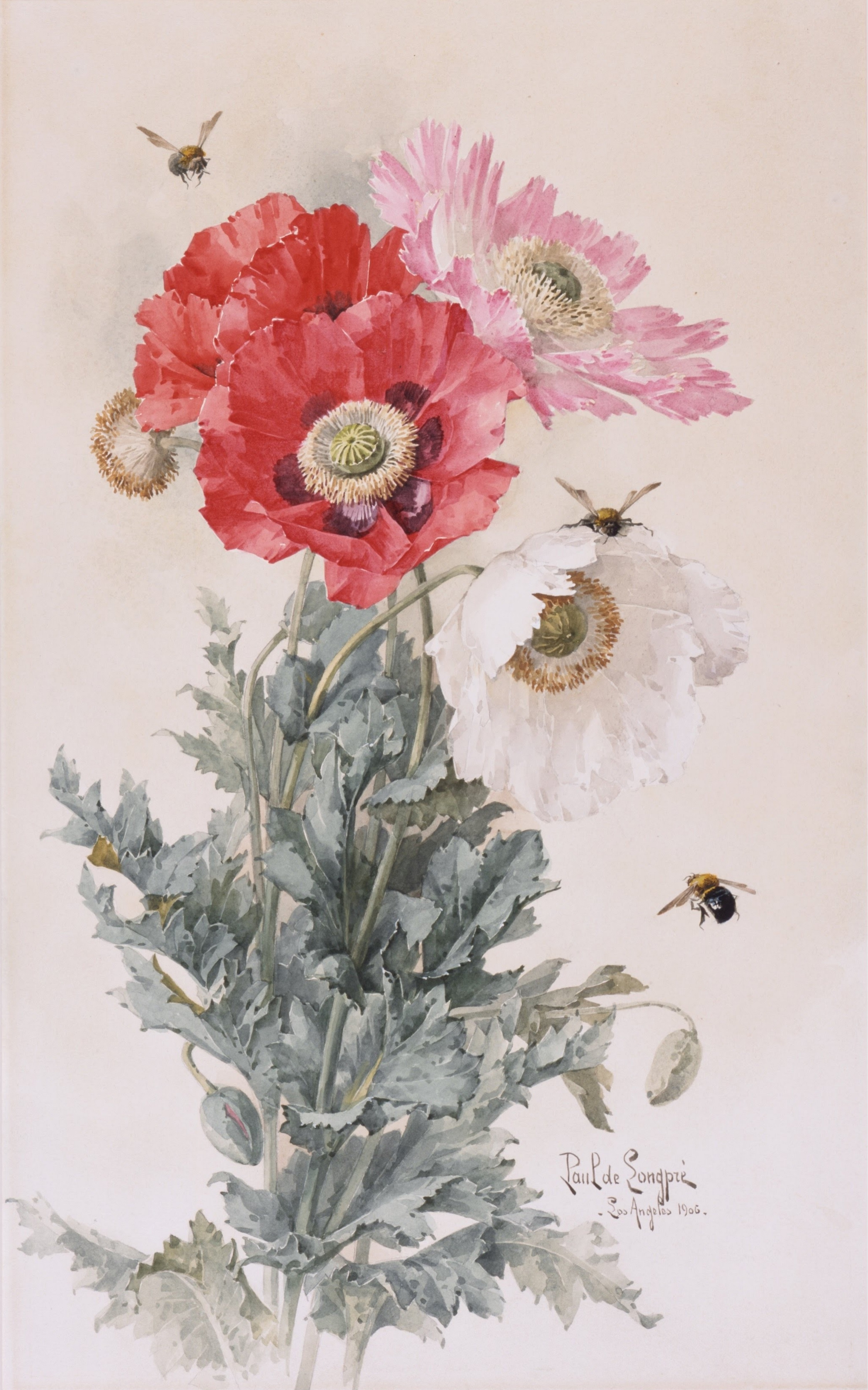 《罂粟花和蜜蜂》